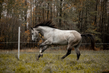 A beautiful gray horse of the Quarter Horse breed will say over a green field