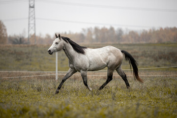 A beautiful gray horse of the Quarter Horse breed will say over a green field