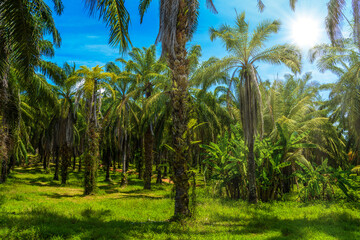 Oil Palms plantation, Than Bok Khorani National Park, Krabi, Tha