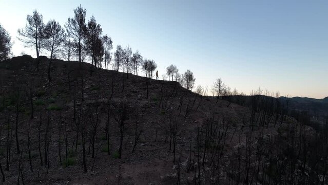Silhouette of man walking in burnt forest area at sunrise. Aerial, circling