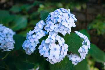 Blue hydrangea on blooming shrubs in garden among green leaves. Summer flowers.