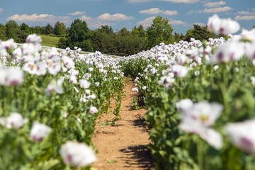 Flowering opium poppy field pathway papaver somniferum