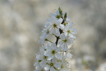 White tree blossom closeup on white background. Nature white background, selective focus close up with blurred white bokeh background.