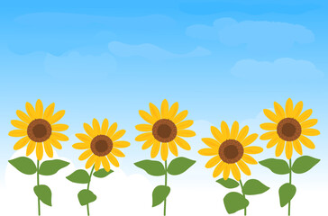 Sunflower field on blue sky background vector illustration.