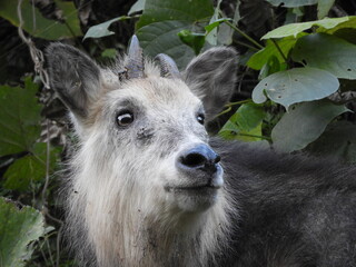 Fototapeta premium 二ホンカモシカ