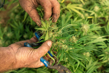 Farmer controlling quality of blooming Marijuana. Organic Cannabis Sativa Female Plants with CBD