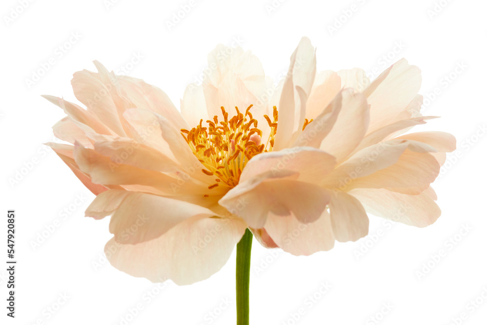 Canvas Prints Peony flower isolated on white background