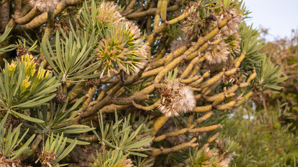 Large green bush with fluffy flowers.Tenerife, Canary Islands, Spain.