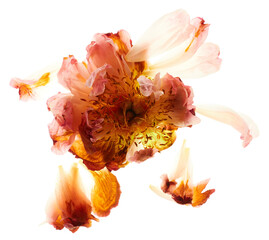 Fototapeta na wymiar Peony flower with petals arrangement isolated on white background