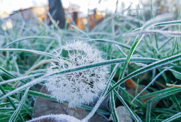 Dandelion on a frosty morning. the dandelion is covered with frost like the grass next door. the...