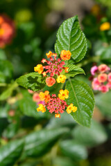 Shrub verbena flower 