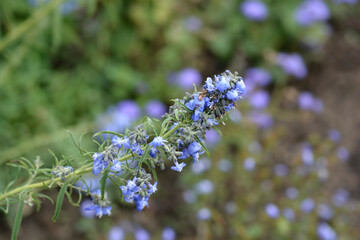 Pitcher sage