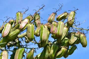 Spanish bayonet fruit
