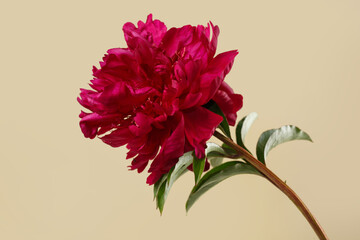 Fototapeta na wymiar Dark red peony flower isolated on beige background.