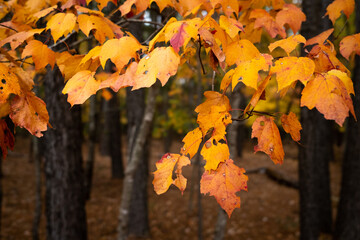 Close up Photograph of Leaves on a Tree Changing Vibrant Colors in Autumn.