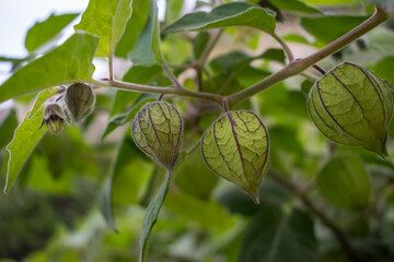 Selective focus on green bulbs bearing fruit on physalis branch with bokeh background