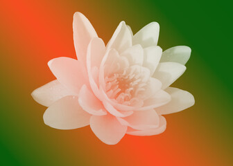 Fototapeta premium background with flowers