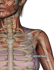 Drawing Acupuncture Point LU3 Tianfu, 3D Illustration, Muscular System, Skeleton, Woman