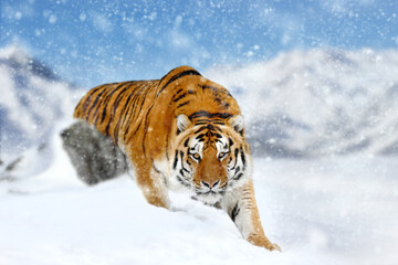 Close beautiful wild siberian tiger on snow