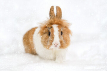 Cute baby rabbit in the snow