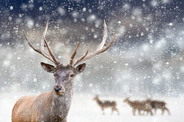 Adult red deer with big beautiful antlers on a snowy field with other deer in the background