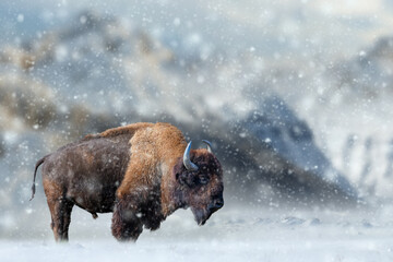 Bison stands in the snow against the backdrop of snow-capped mountains