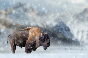 Fototapete Büffel Bison steht im Schnee vor dem Hintergrund schneebedeckter Berge