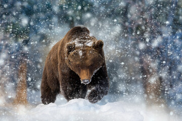 Close wild big brown bear in winter forest