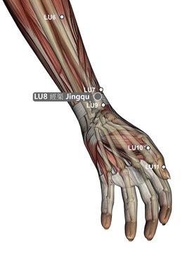 Drawing Acupuncture Point LU8 Jingqu, 3D Illustration, Muscular System, Skeleton, Woman
