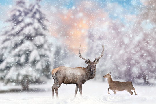 Adult red deer with big beautiful antlers on a snowy field with other female deer in the magic forest background