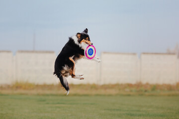 Dog catching flying disk in jump, pet playing outdoors in a park. Sporting event, achievement in...