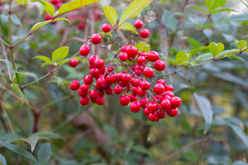 Bush with red berries, selective focus. Nandina domestica nandina, heavenly bamboo or sacred bamboo Beautiful natural berry background
