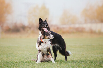 Cute Border collie dog breed on a Foggy Autumn Morning. Dog training. Fast dog outdoor. Pet in the park.