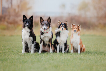 Group of dogs on a Foggy Autumn Morning. Dogs sitting together. Fast dogs outdoor. Pets in the park.