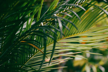 Abstract background of green palm leaves, branches. Tropical foliage wallpaper for desktop. Exotic tropical nature. Details of natural jungle landscape on summer resort. Coconut palm leaf macro photo.