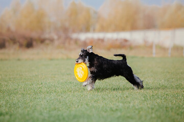 Dog catching flying disk in jump, pet playing outdoors in a park. Sporting event, achievement in...