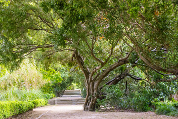 Large branching deciduous tree with green foliage, crown in summer park, garden.