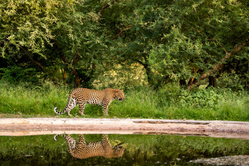Indian wild male leopard or panther walking with reflection at waterhole during monsoon green...