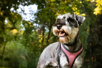 Zwergschnauzer puppy on green lawn in summer park. Doggy walking outdoors