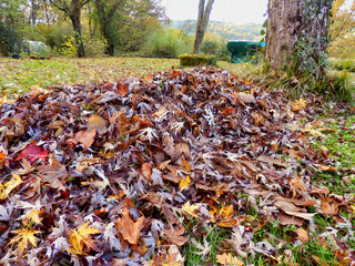 Pile of autumn leaves from raking the lawn
