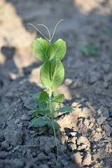 Close-up of a branch of green shoots of peas.