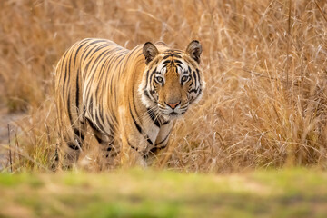 wild adult bengal male tiger or panthera tigris tigris head on with eye contact on territory...
