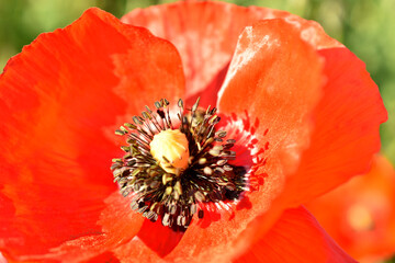 Close-up inflorescence of red poppy with pistil and stamens.