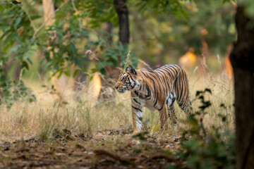 wild bengal female tiger or panthera tigris tigris on prowl in morning for territory marking in natural scenic background at pench national park forest or tiger reserve madhya pradesh india asia