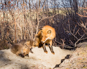Red fox mom caring for her small pups outside den