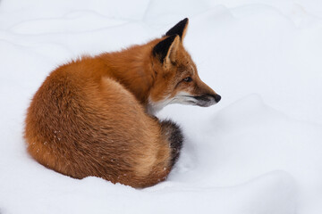 Young Red Fox genus Vulpes resting on snow bed