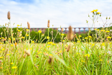Tranquil Meadow Summer Travel Bridge View / Meadow flowers near old huge Göltzsch railway viaduct in Germany