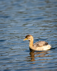 little grebe or Tachybaptus ruficollis bird closeup or portrait floating alone in natural blue shallow water or wetland of keoladeo national park or bharatpur bird sanctuary rajasthan india asia