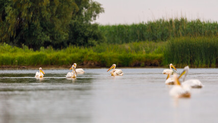 A pelican in the wilderness of the Danube Delta in Romania	