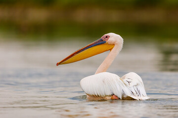 Fototapeta na wymiar A pelican in the wilderness of the Danube Delta in Romania 